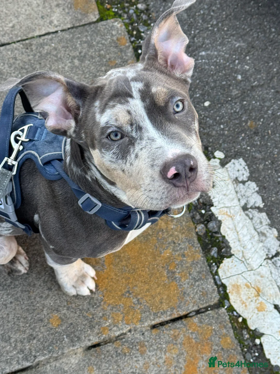 American Bully dogs for sale: Pocket bully for sale  - Advert 8