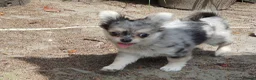 Chihuahua dogs for sale: Tiny tiny chihuahua girls  for sale  - Advert 4