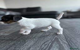 Jack Russell dogs for sale: Beautiful litter of Jack Russell pups - Image 6