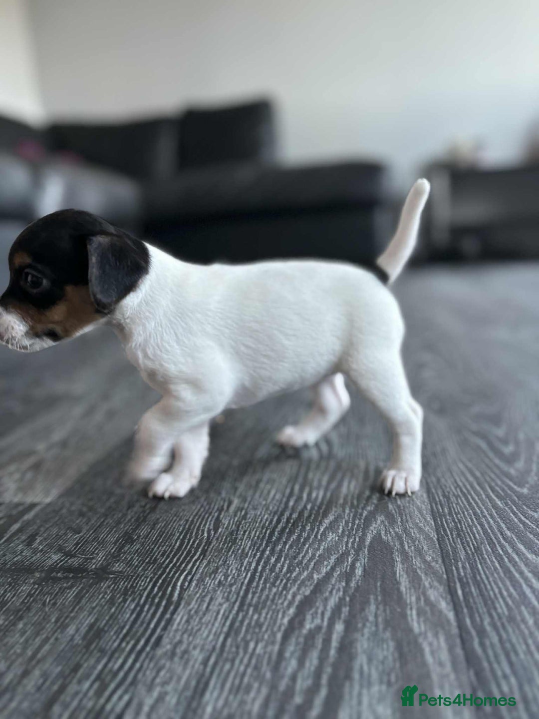 Jack Russell dogs for sale: Beautiful litter of Jack Russell pups - Image 6