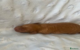 Cockapoo dogs for sale: Adorable F1B puppies born weekly pictures progress - Image 26