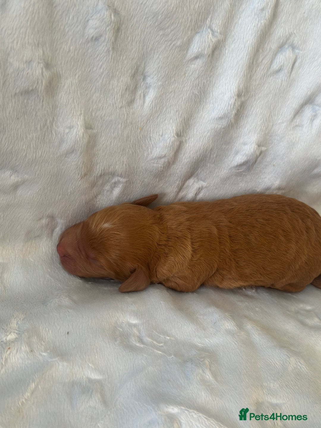 Cockapoo dogs for sale: Adorable F1B puppies born weekly pictures progress - Image 26
