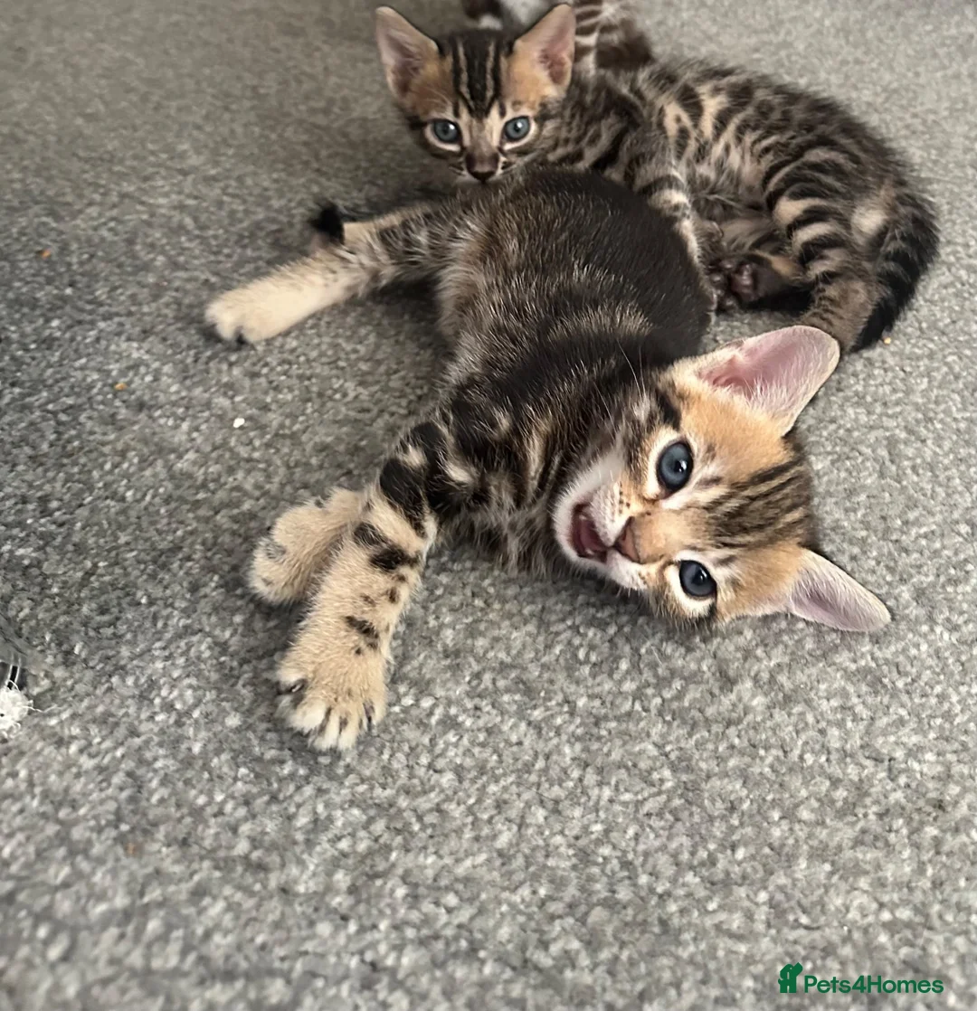 Bengal cats for sale: Bengal kittens - Advert 2