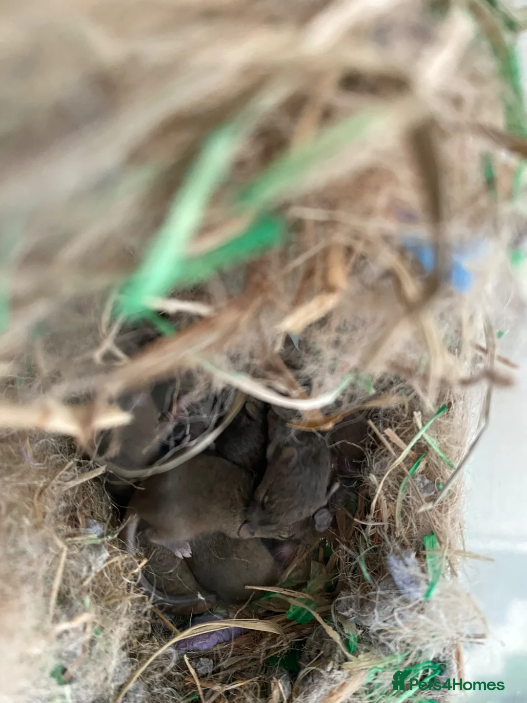 Mouse rodents for sale: Baby mice  - Advert 2