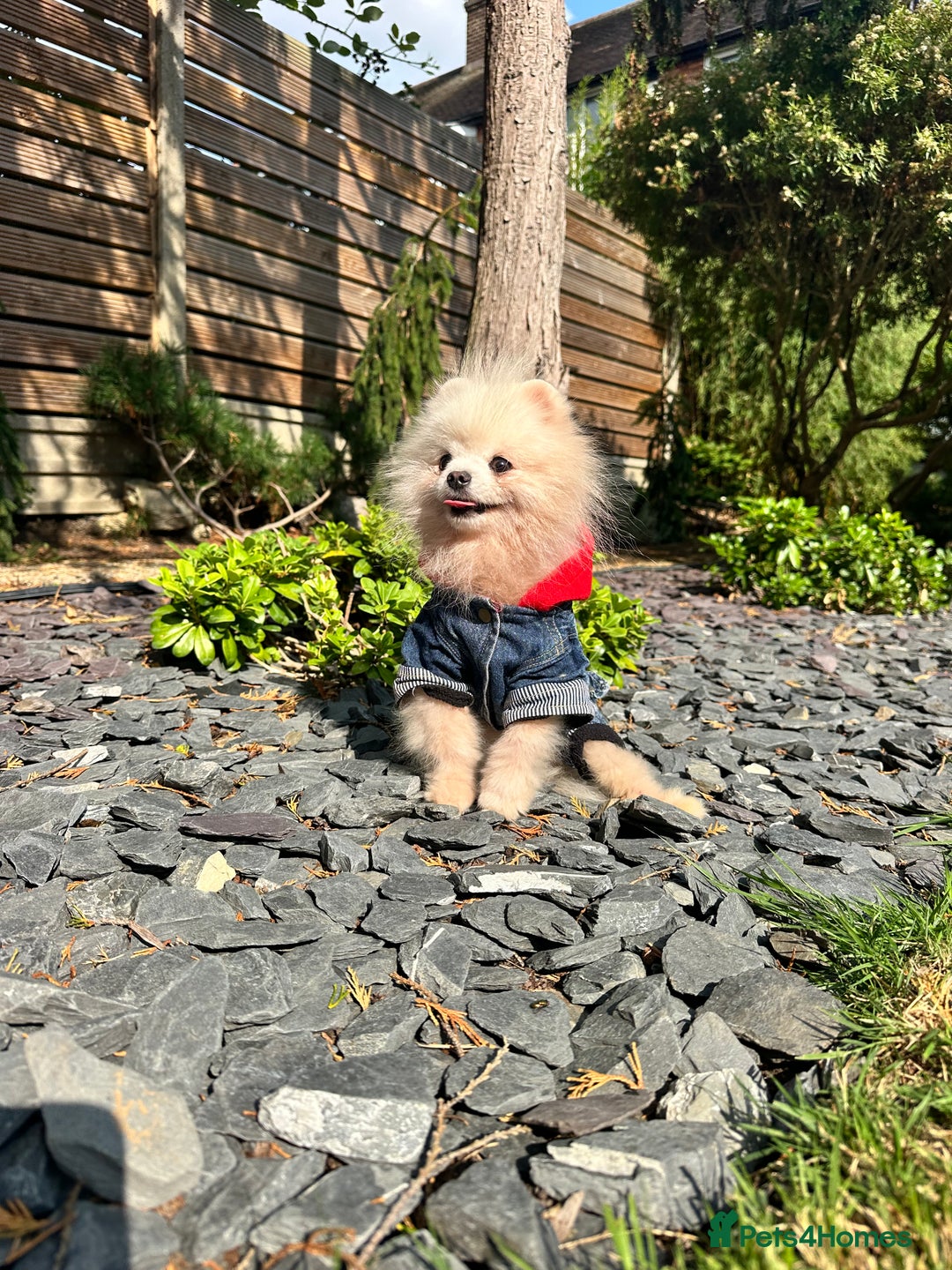 Pomeranian dogs for sale: White and Cream Pomeranian Boys in London - Image 4