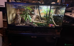 Gecko reptiles for sale: Female lilly white gecko and set up  - Image 5