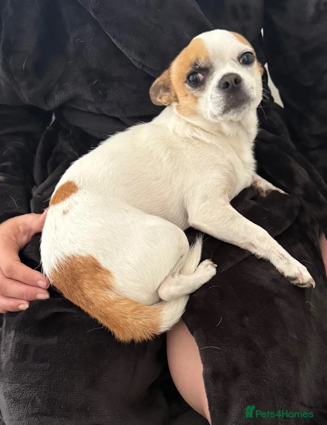 Chihuahua dogs for sale: 4 year old male chihuahua  in Norwich - Advert 3