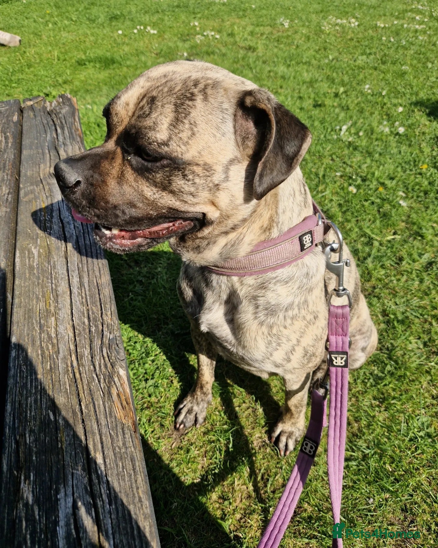 Mixed Breed dogs Pug x for regime - Advert 2