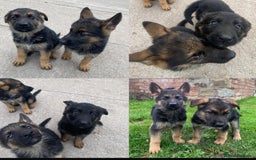 German Shepherd dogs for sale: 🐾 Beautiful  FEMALE –KC reg GERMAN SHEPHERDS 🐾 - Image 1