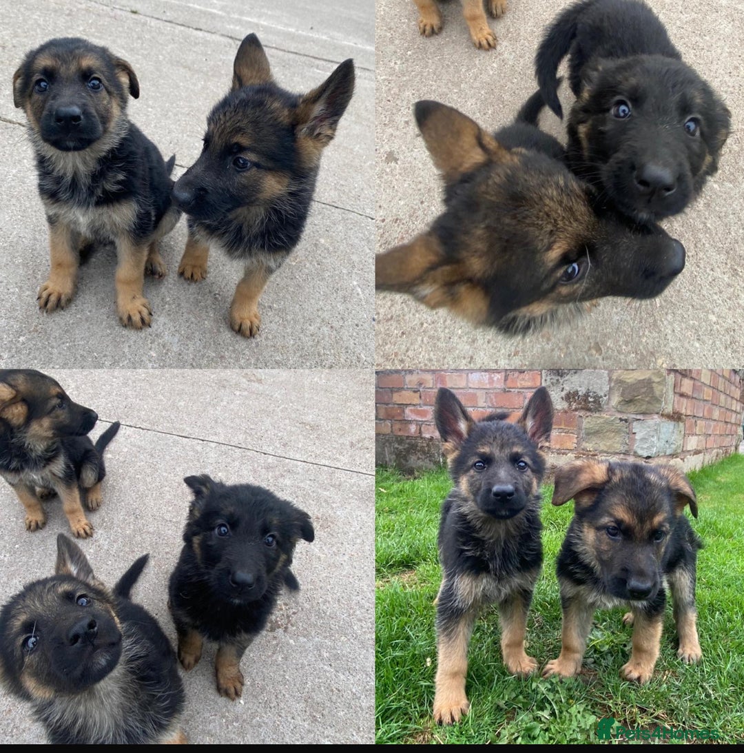 German Shepherd dogs for sale: 🐾 Beautiful  FEMALE –KC reg GERMAN SHEPHERDS 🐾 - Image 1