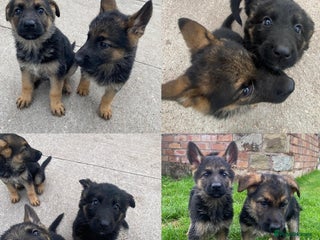 German Shepherd dogs - Advert 15
