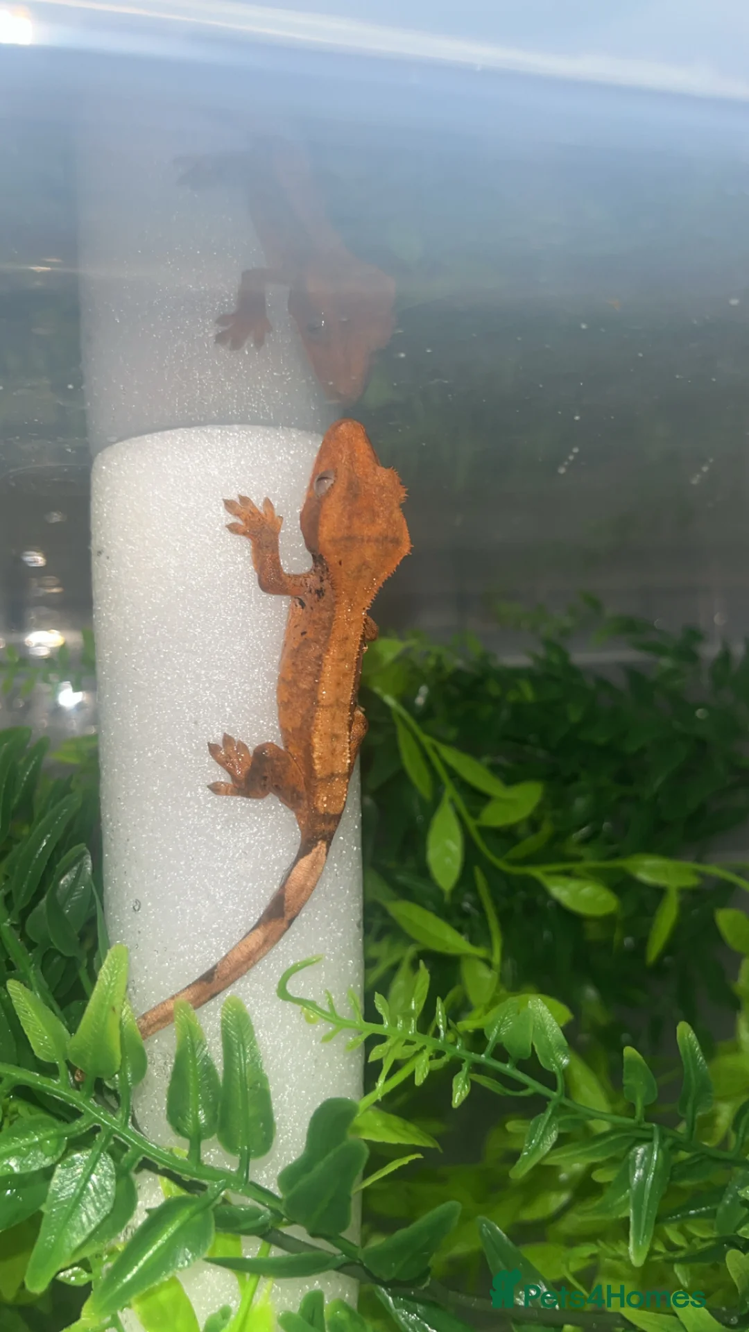 Gecko reptiles for sale: Crested gecko - Advert 8