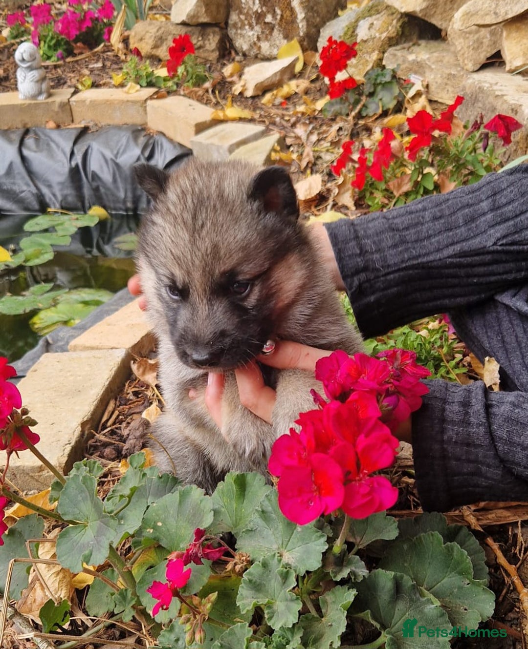Shepsky dogs for sale: Beautiful chunky litter of shepsky pups - Image 7