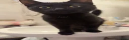 Mixed Breed cats for sale: 2 females for rehome - Advert 9