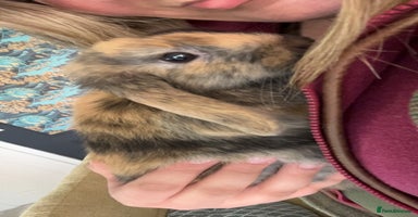 Mixed Breed rabbits Young tortoise shell bunny  - Advert 5