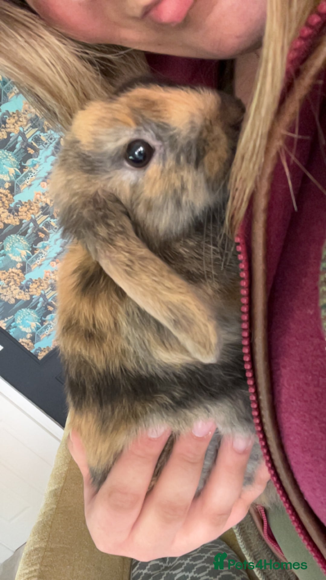 Mixed Breed rabbits for sale: Young tortoise shell bunny  - Advert 2
