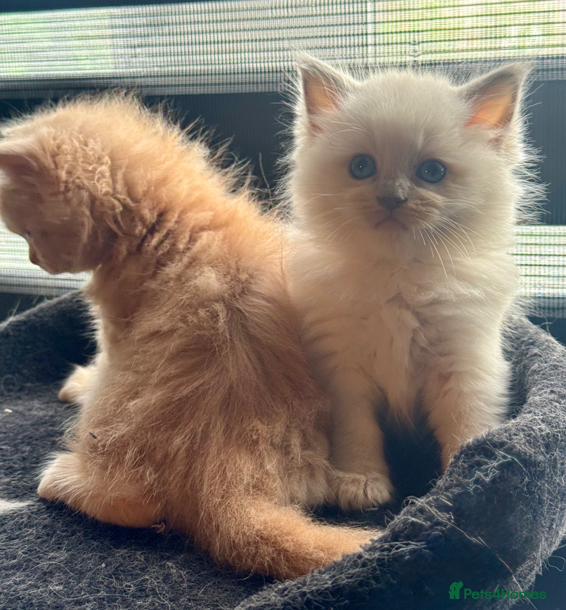 Ragdoll cats Full pedigree registered tica mink/sepia babies - Advert 4