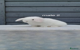 Mini Lop rabbits for sale: Purebred mini lops ready now  - Advert 6