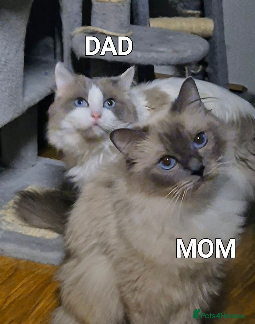 Ragdoll cats 😻 Ragdoll Kitten 😻 - Advert 2