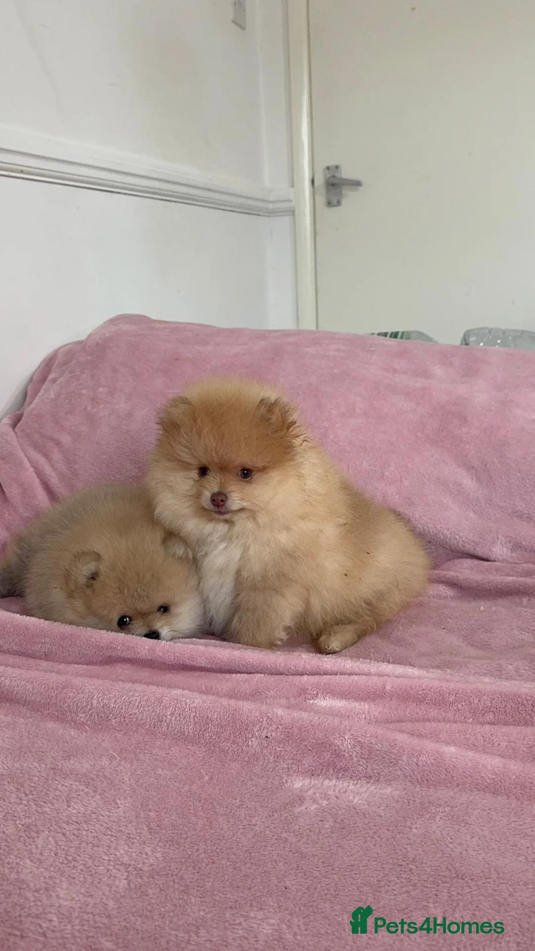 Pomeranian dogs for sale: Ready to go Excellent Pomeranian - Advert 24