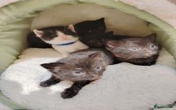 Mixed Breed cats for sale: Beautiful and playful kittens - Image 5