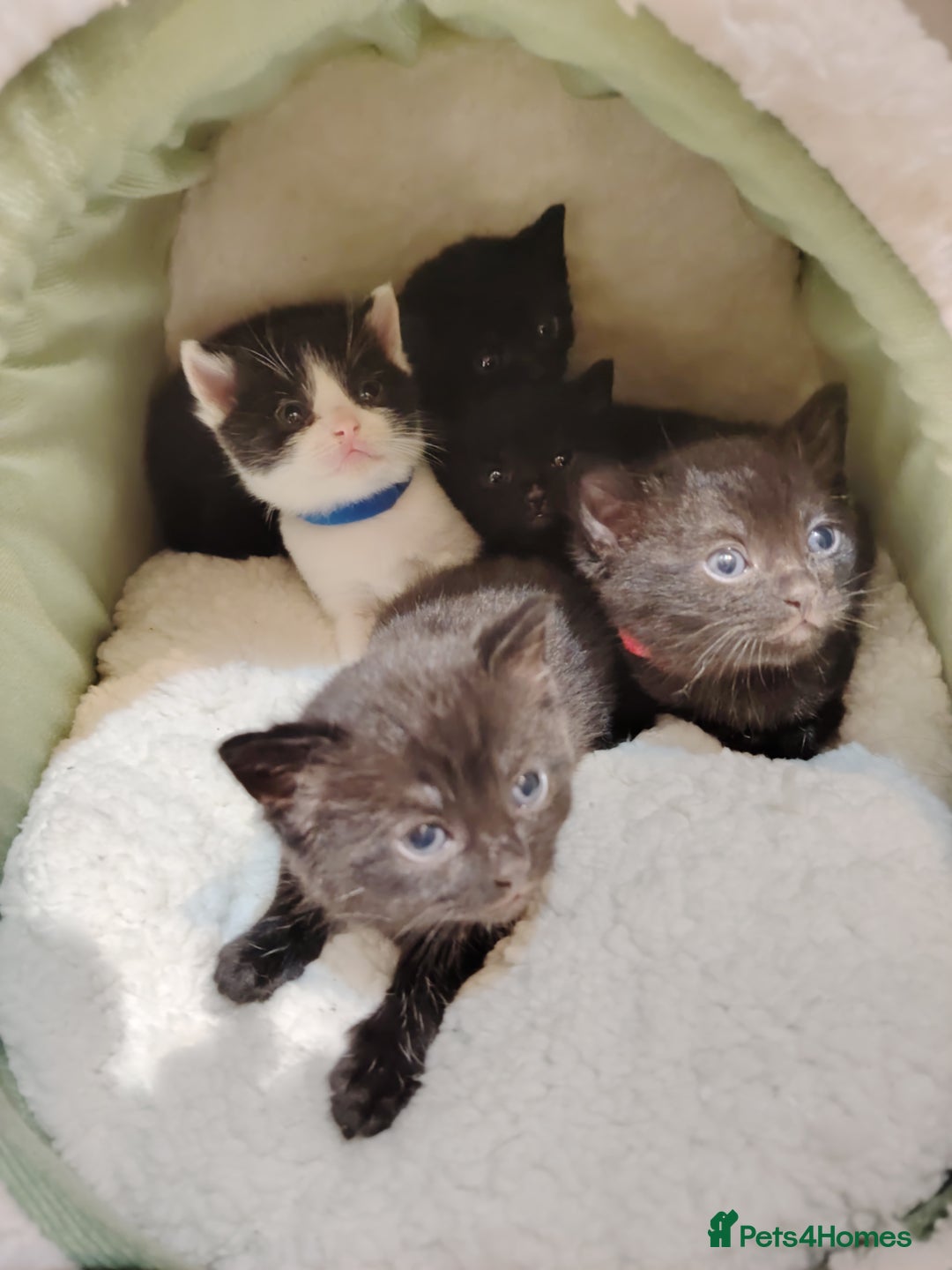 Mixed Breed cats for sale: Beautiful and playful kittens - Image 5