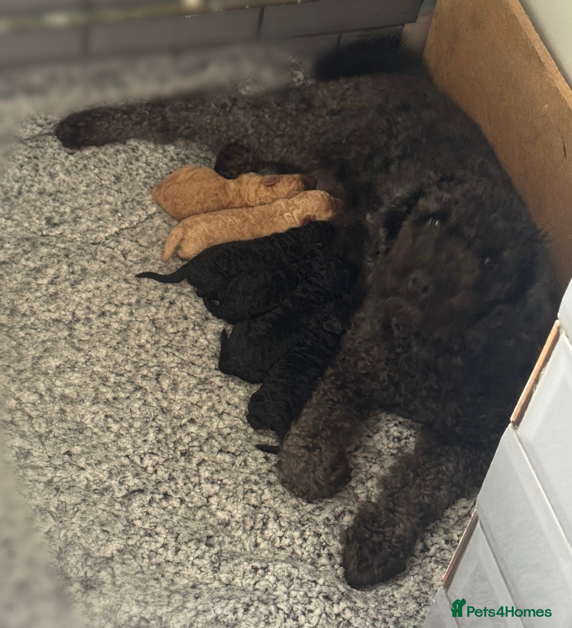 Miniature Poodle dogs Miniature Poodle Puppies 🐩🐩 - Advert 12