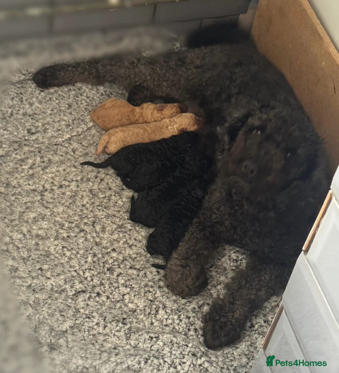 Miniature Poodle dogs for sale: Miniature Poodle Puppies 🐩🐩 - Advert 1