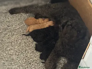 Miniature Poodle dogs Miniature Poodle Puppies 🐩🐩 - Advert 5