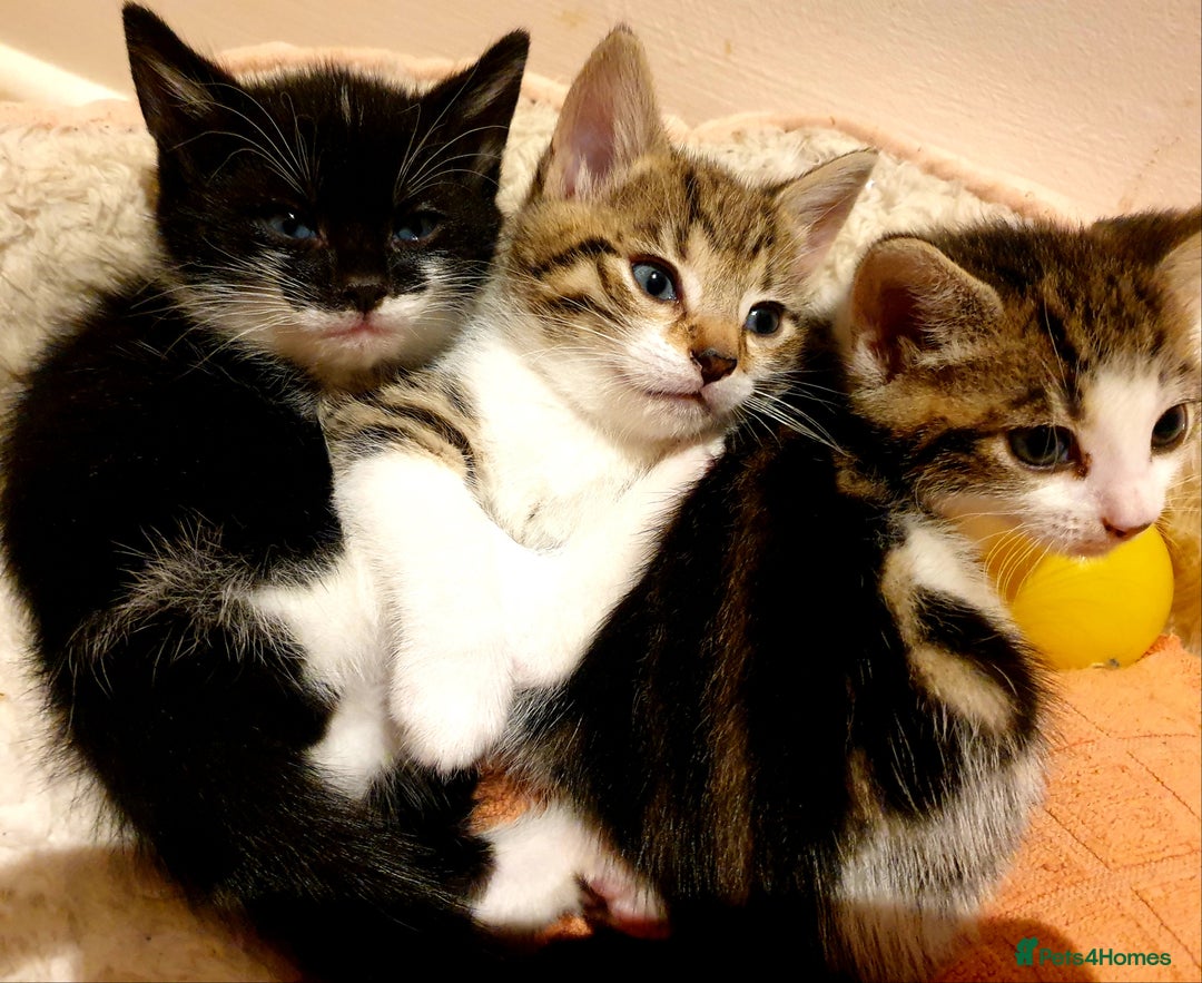 Mixed Breed cats for sale: Adorable trio of kittens  - Image 36