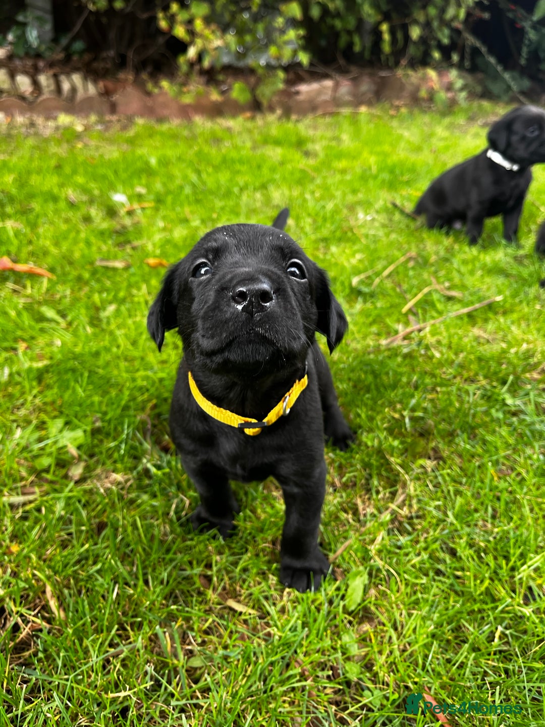 Labrador Retriever dogs for sale: Nicky shields  - Image 7