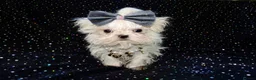 Maltese dogs for sale: ****Exquisite KC Registered Maltese Boy Puppy****  - Advert 3