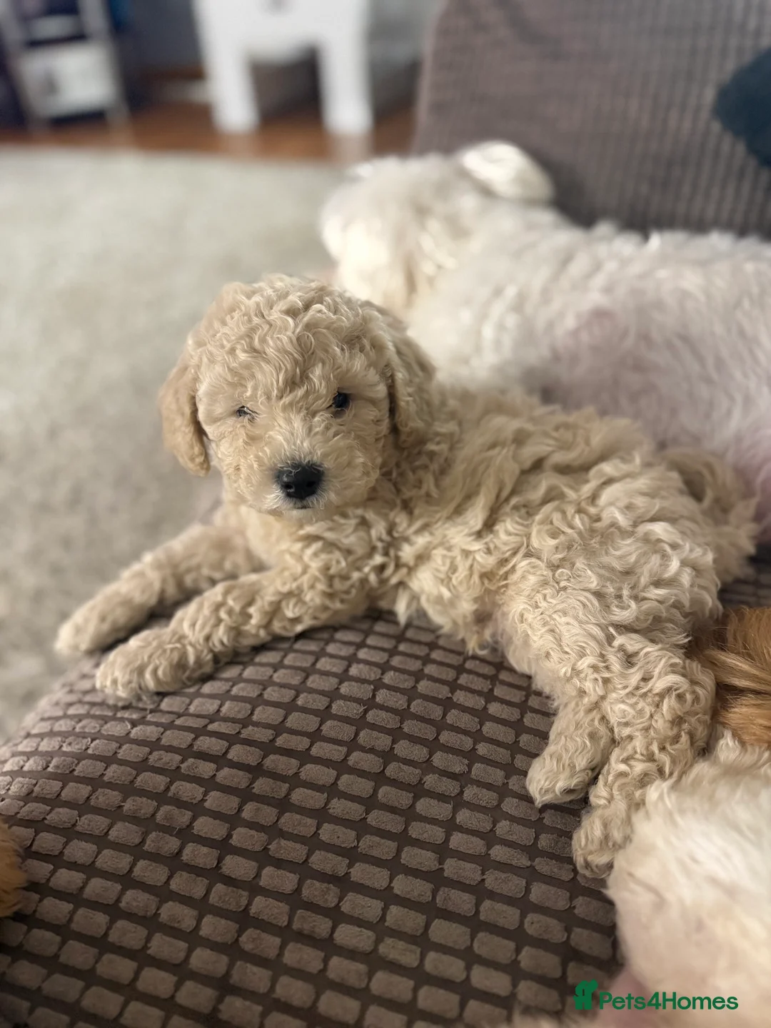 Maltipoo dogs for sale: Ready this week 🧸 - Advert 10