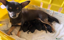 Mixed Breed dogs for sale: Jackawawa puppies  - Image 1