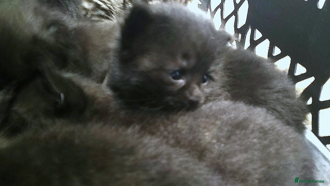 Domestic Shorthair cats for sale: Kittens looking for forever homes  - Image 5