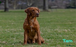 Labrador Retriever dogs for sale: Fox Red Labrador Retriever KC Registered puppies in Wetherby - Image 21