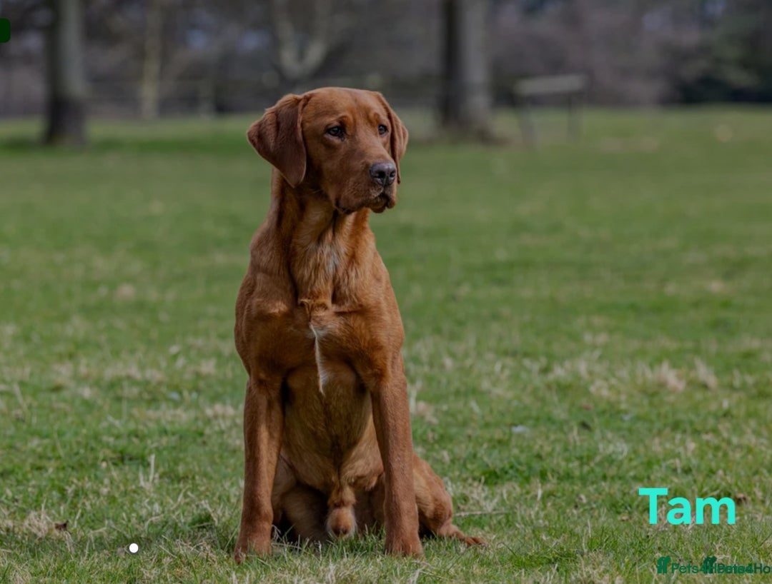 Labrador Retriever dogs for sale: Fox Red Labrador Retriever KC Registered puppies in Wetherby - Image 21