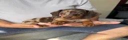 Dachshund dogs for sale: Miniature dachshund puppies  - Advert 5