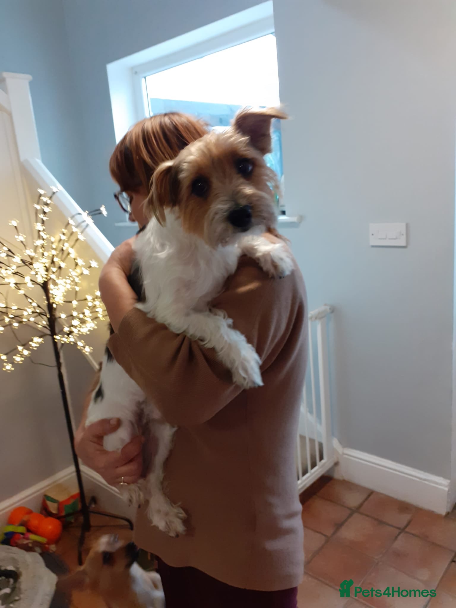 Mixed Breed dogs 🐾🍪COOKIE – a Charming Little Y.T. Gentleman 🍪🐾 - Advert 2