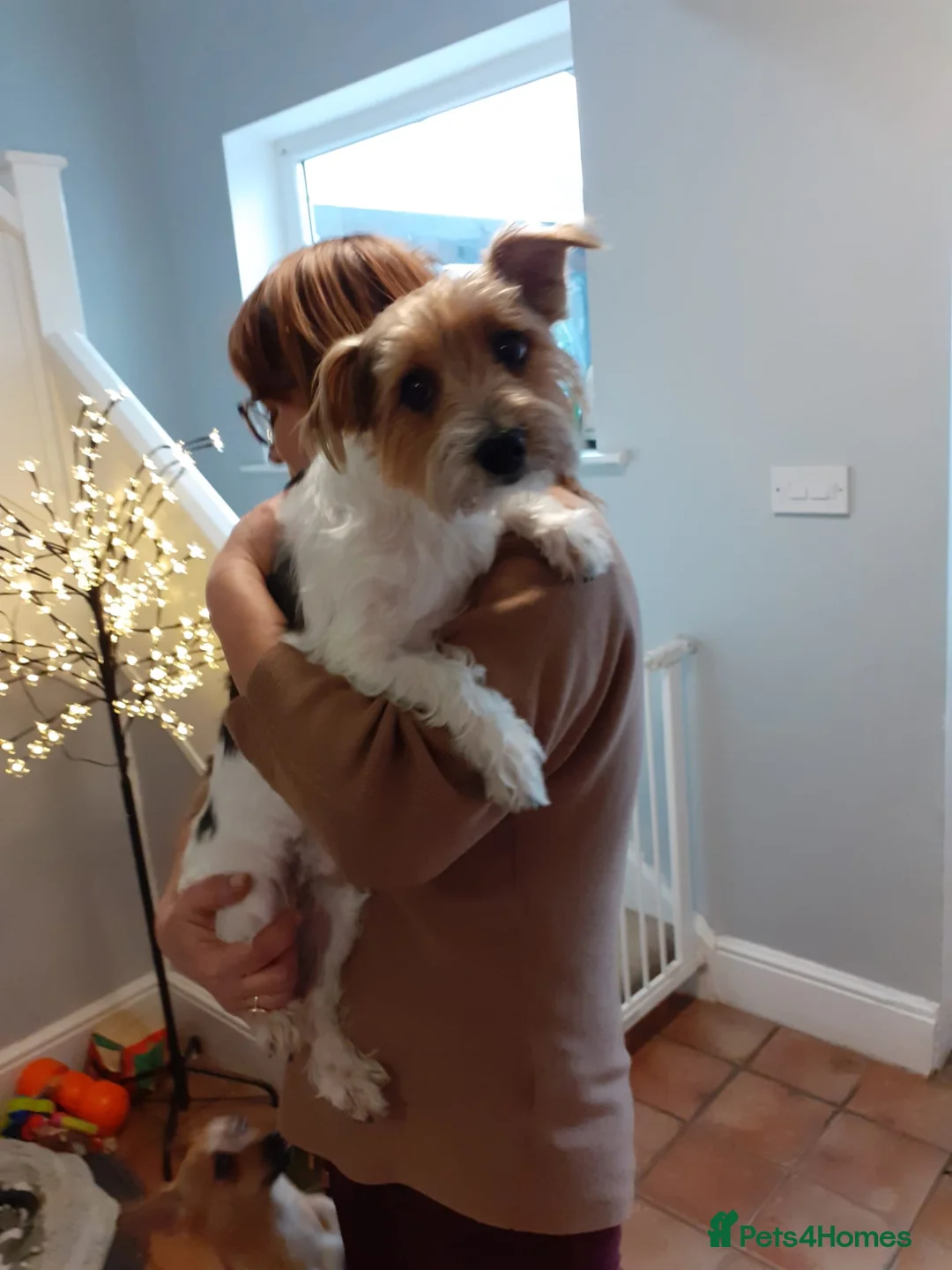 Mixed Breed dogs for adoption: 🐾🍪COOKIE – a Charming Little Y.T. Gentleman 🍪🐾 in Worksop - Advert 2
