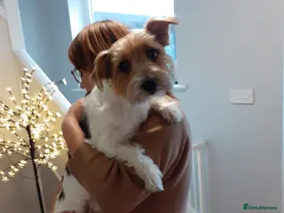 Mixed Breed dogs 🐾🍪COOKIE – a Charming Little Y.T. Gentleman 🍪🐾 - Advert 2