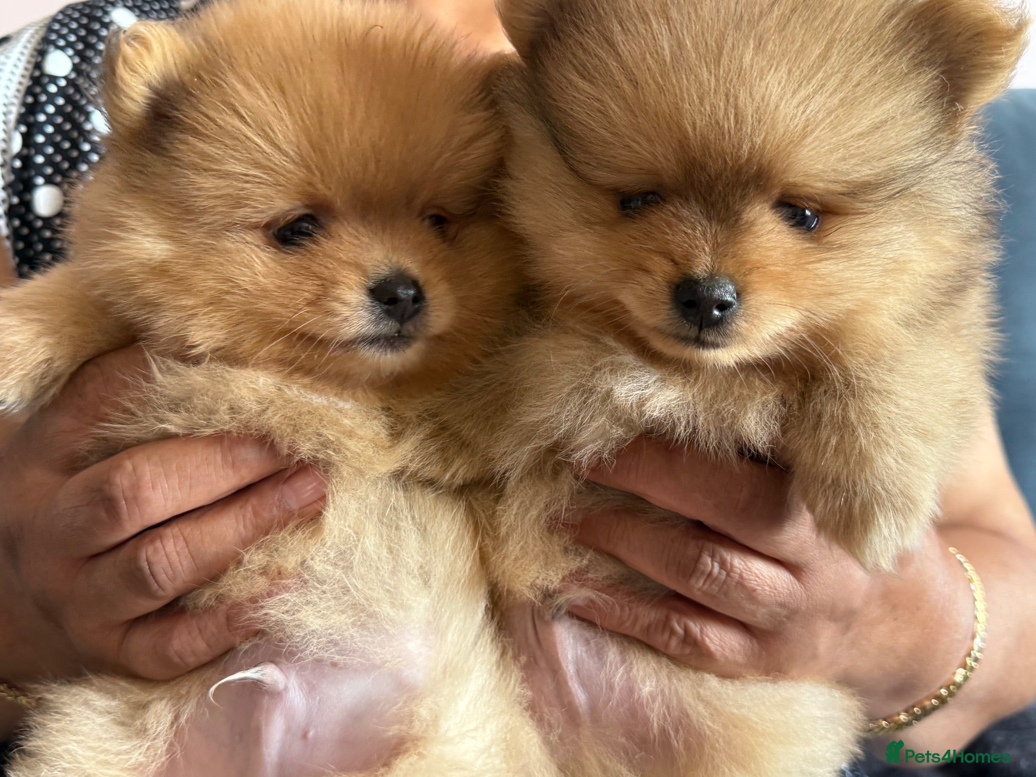 Pomeranian dogs Small pedigree boys left - Advert 1