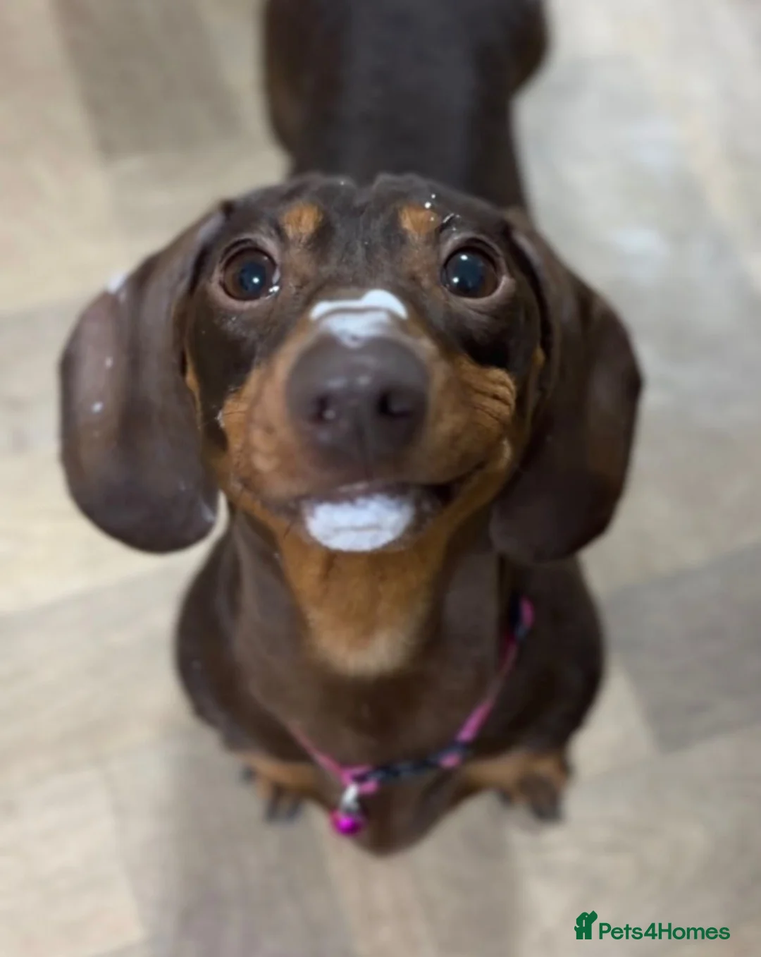 Dachshund dogs for adoption: Opal - Beautiful Dachshund for Adoption - Advert 7