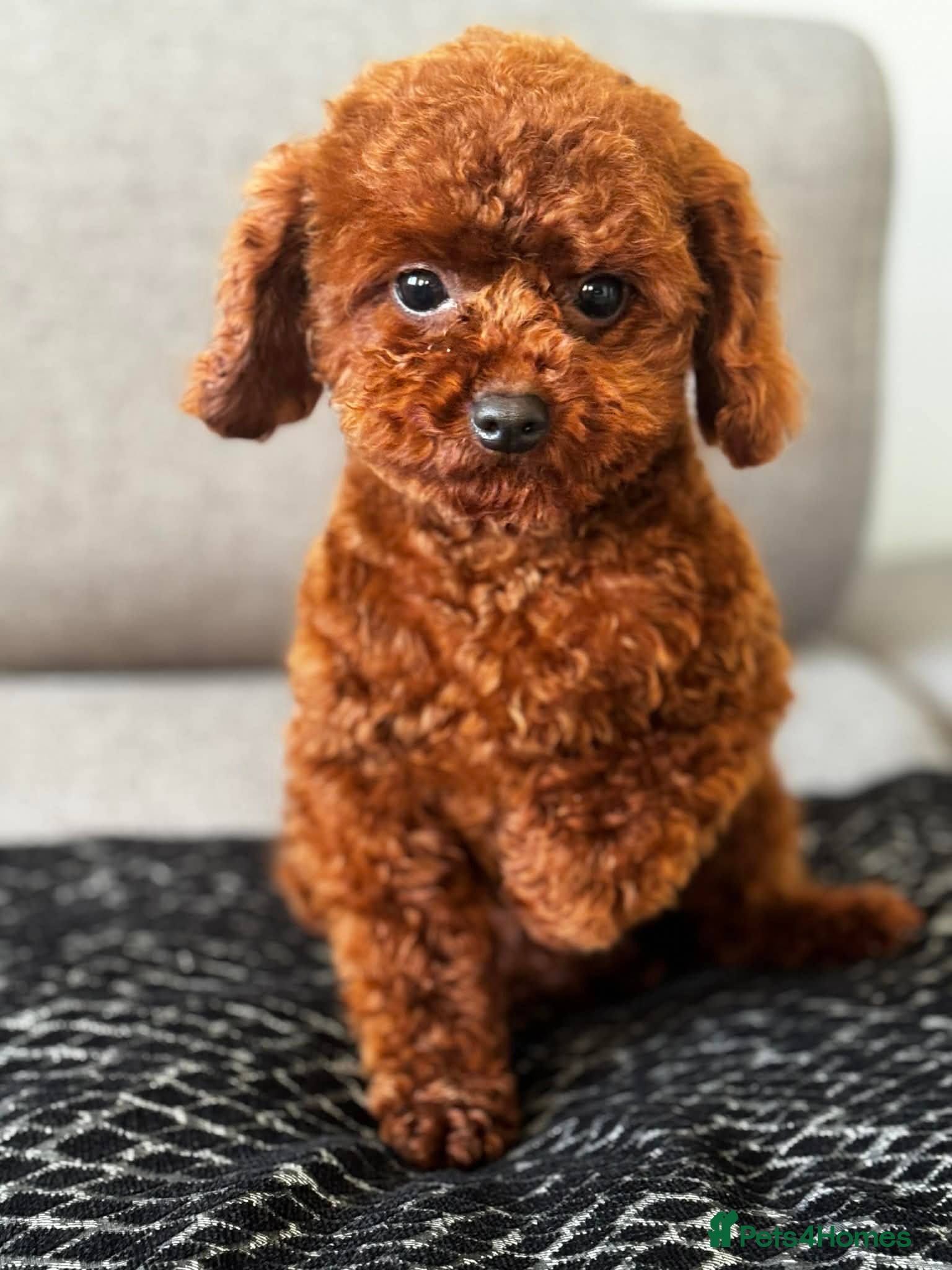 Toy Poodle dogs Beautiful Asian Toy Poodle - Advert 13