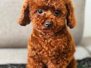 Toy Poodle dogs Beautiful Asian Toy Poodle - Advert 13