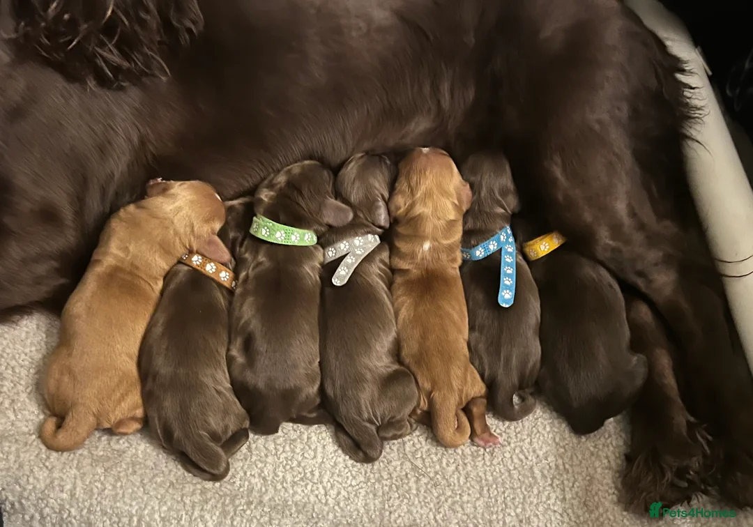 Cocker Spaniel dogs for stud: Cocker spaniel for stud extensively health tested  in Shrewsbury - Advert 39