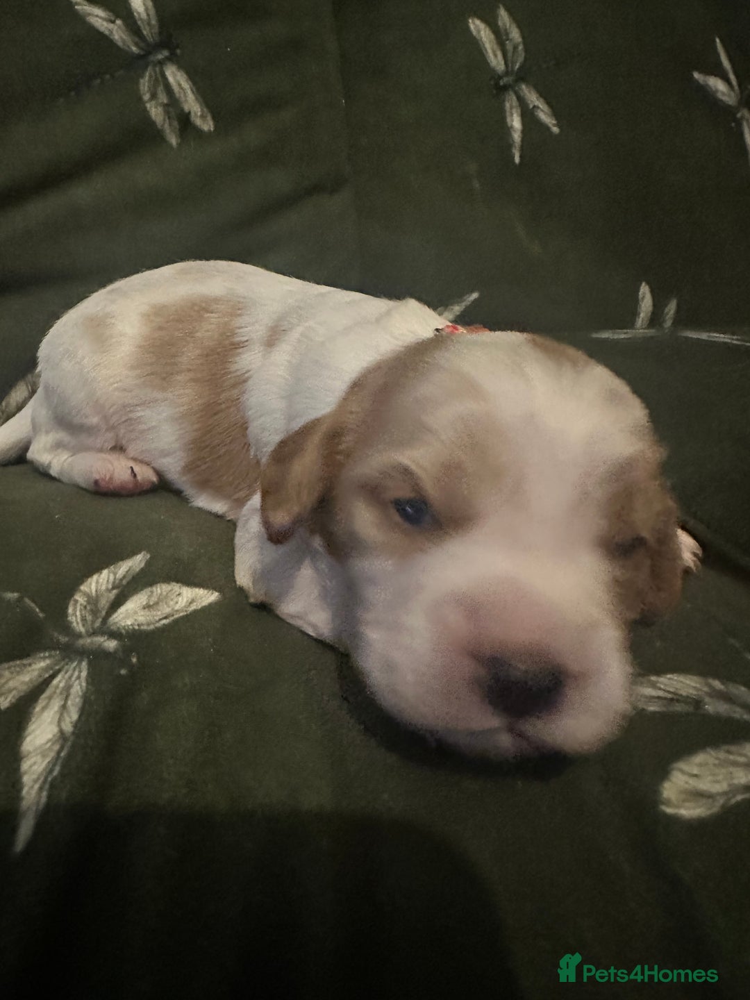 Cockalier dogs for sale: Cockalier puppies  - Advert 6