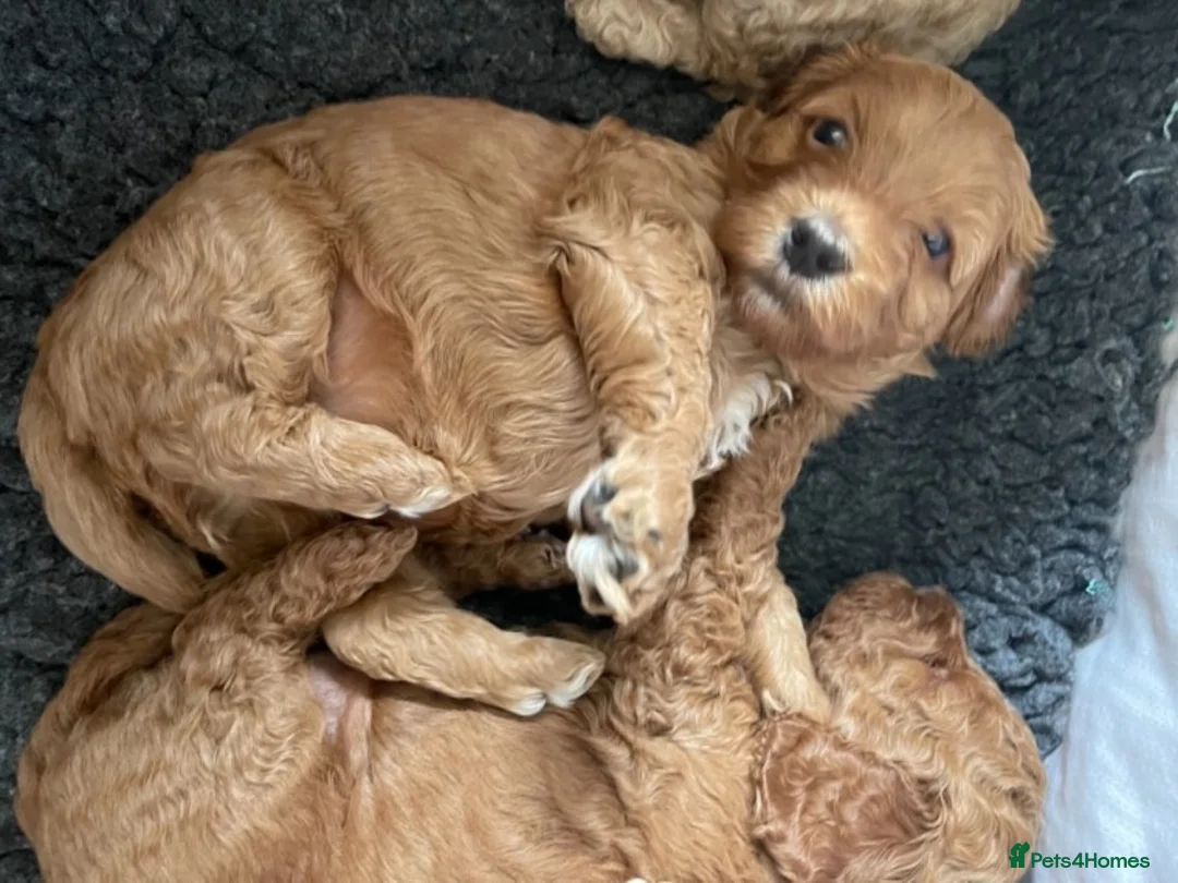 Toy Poodle dogs for stud: ❤️ Health Tested Beautiful red poodle for stud❤️ in Colchester - Advert 5