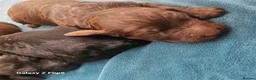 Sproodle dogs for sale: Stunning Sproodles puppys for sale in Maybole - Advert 12