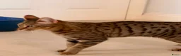 Savannah cats for sale: Beautifully marked pedigree savannah adult cat - Advert 3